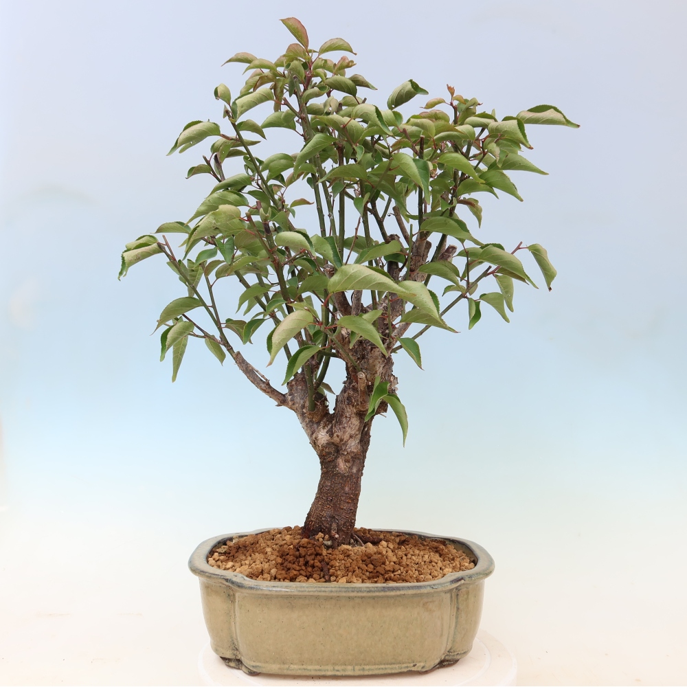 Bonsai für den Außenbereich – Japanischer Aprikosenbaum – Prunus Mume