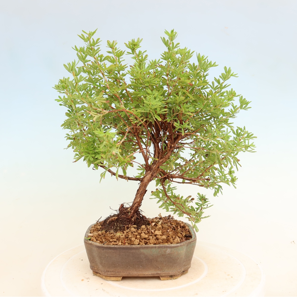 Bonsai für den Außenbereich – Strauch-Fingerkraut – Potentilla fruticosa Bellissima