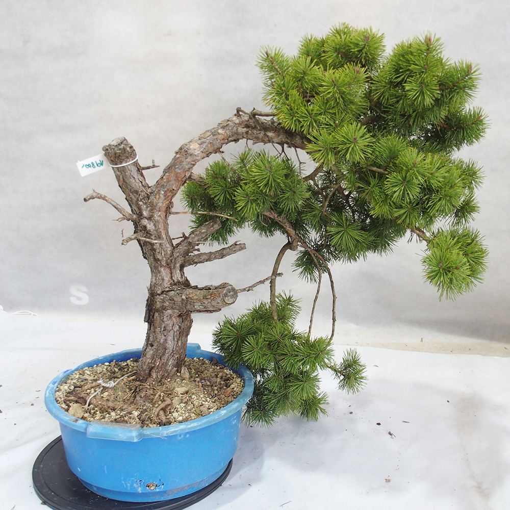 Yamadori - Pinus sylvestris 