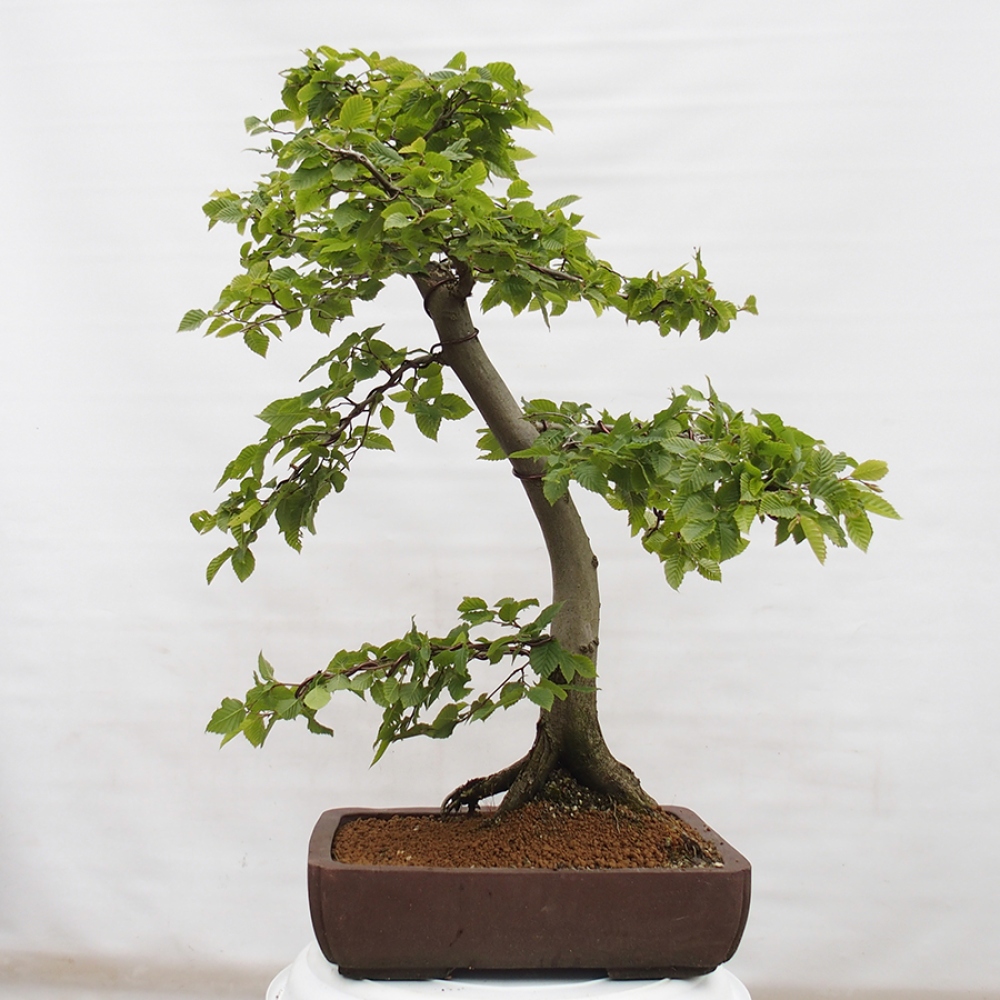 Bonsai im Freien - Hainbuche - Carpinus betulus