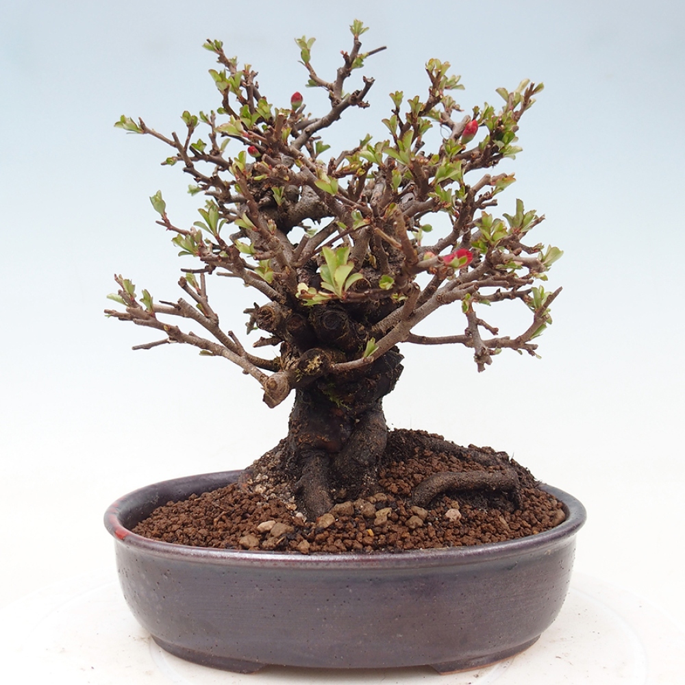 Bonsai für draußen - Chaneomeles speciosa - Quitte
