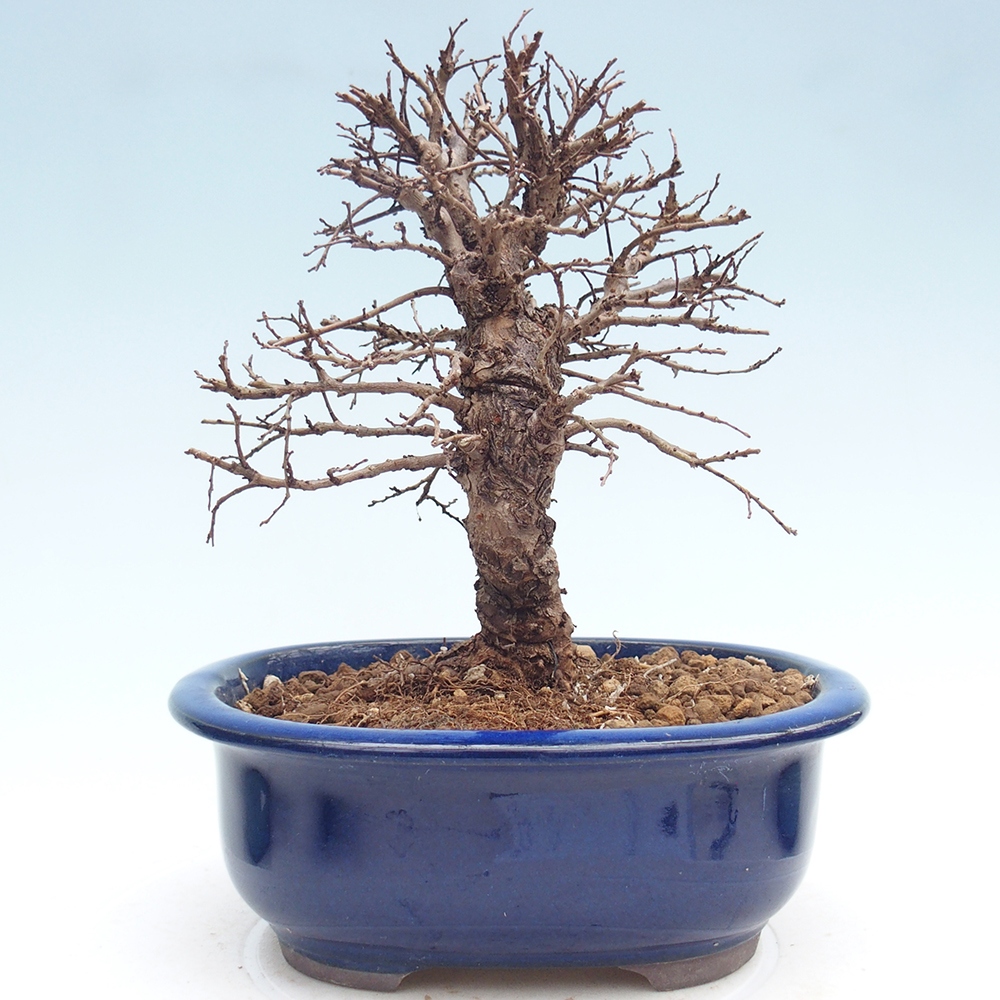 Bonsai für draußen - Zelkova - Zelkova NIRE