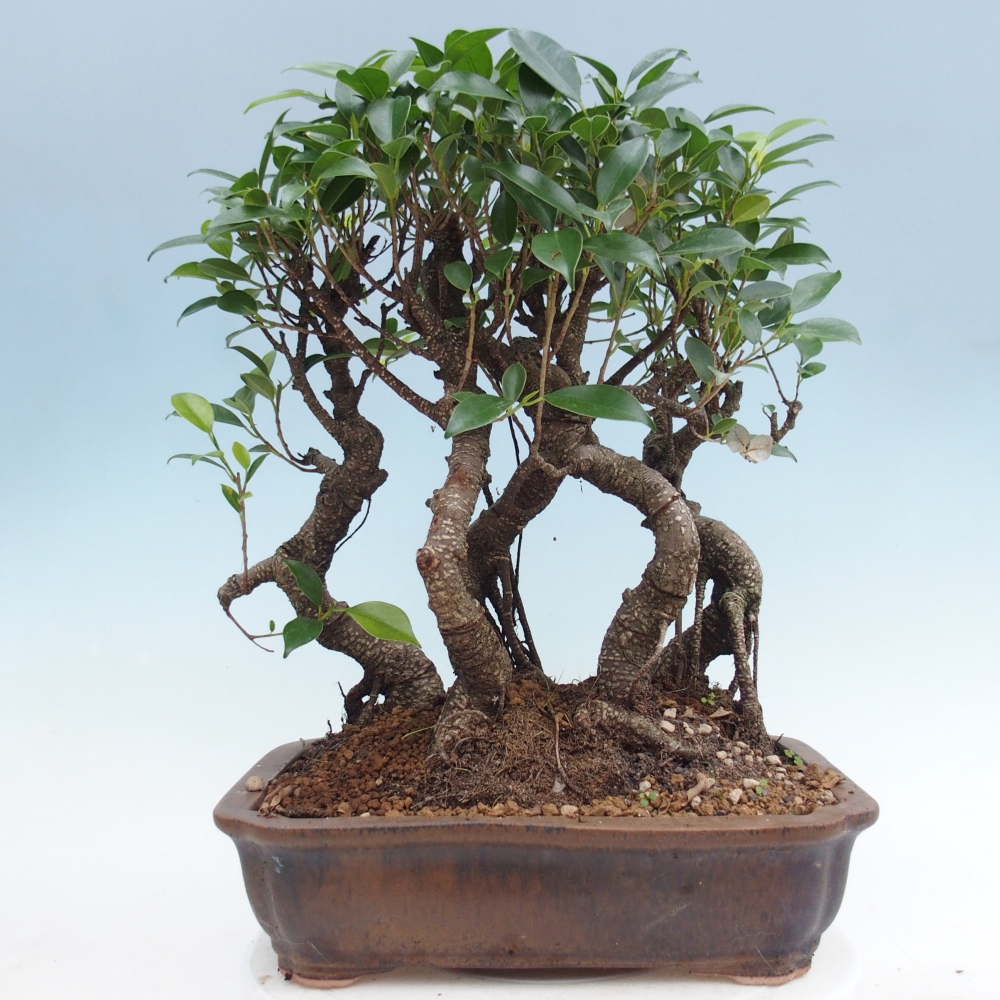 Zimmerbonsai - Ficus kimmen - Kleinblättriger Ficus