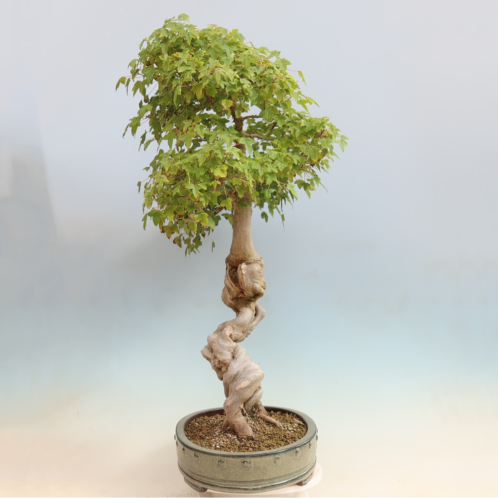 Bonsai für draußen - Acer Buergerianum - Bergahorn