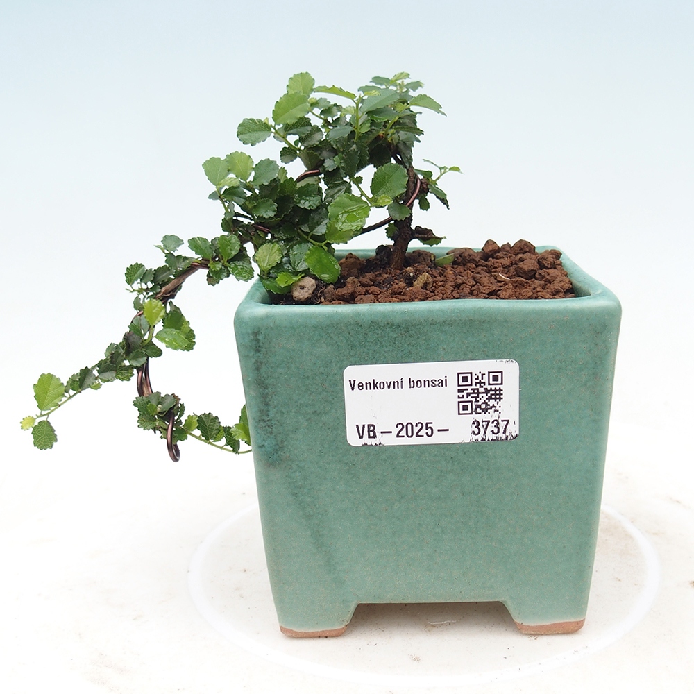 Zimmerbonsai - Grewia sp. - Kleinblättriges Grewie