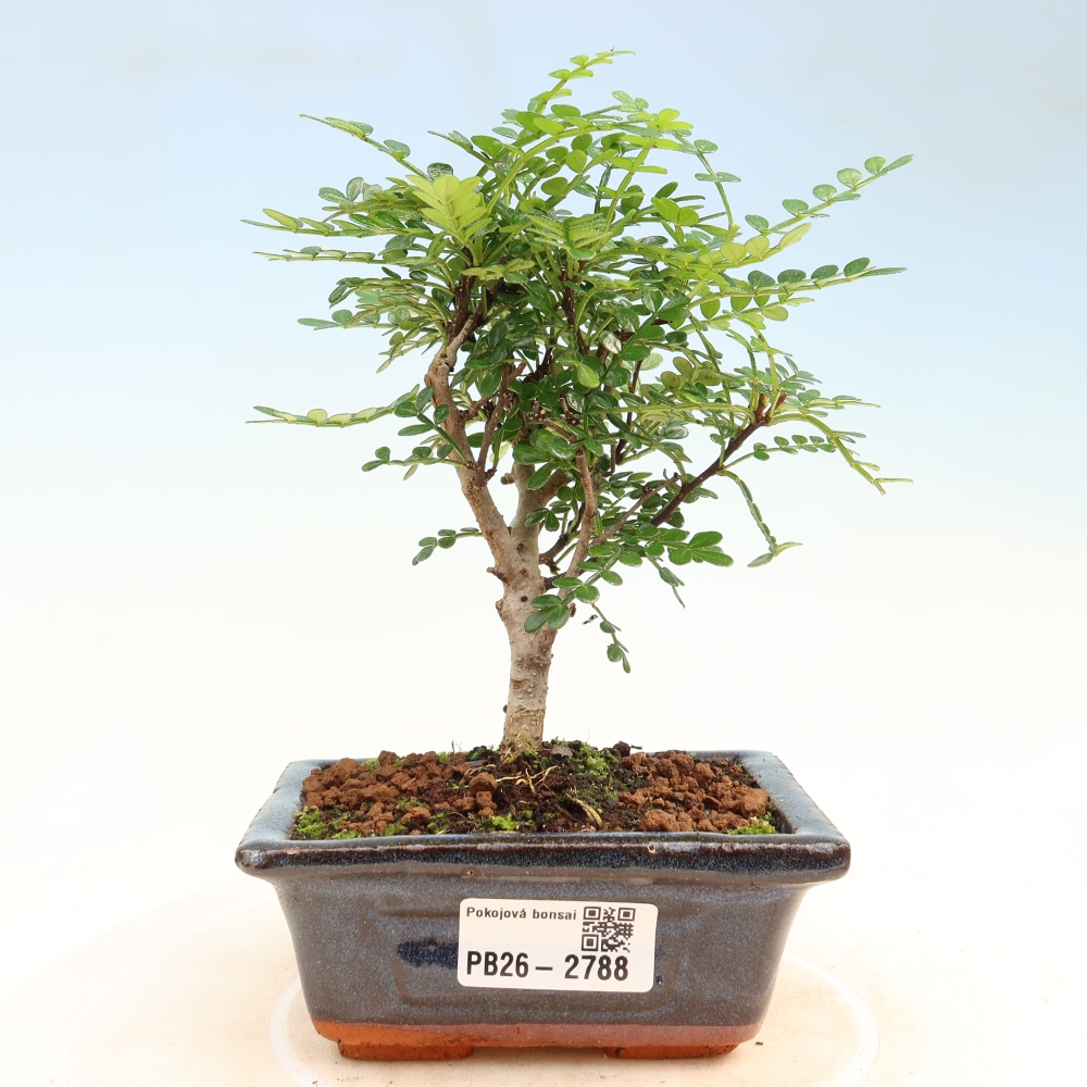 Zimmer Bonsai - Zantoxylum piperitum - Pfefferbaum