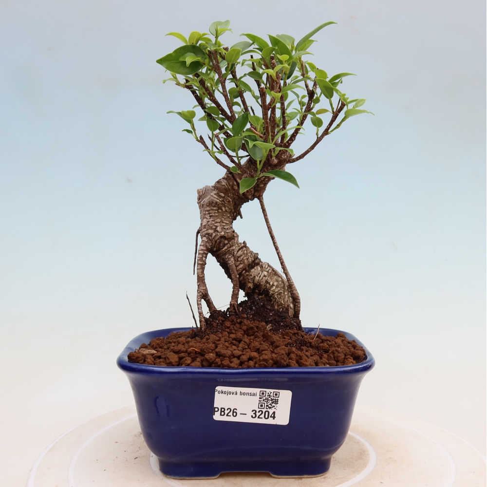 Zimmerbonsai - Ficus kimmen - Kleinblättriger Ficus