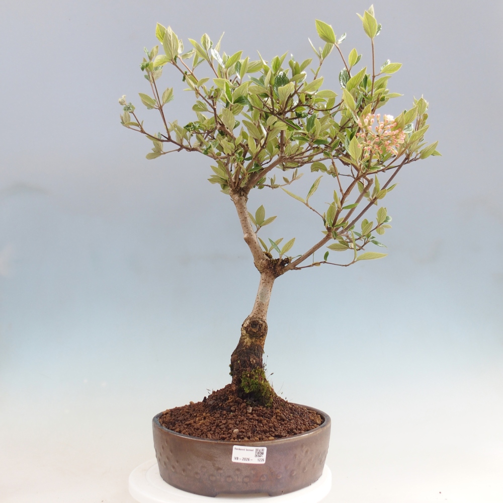 Bonsai für draußen - Kalina Bodnanská - Viburum carlesii hemsi