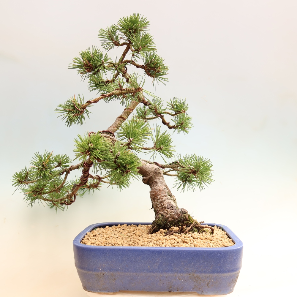 Bonsai für den Außenbereich – Pinus mugo Humpy – Zwergkiefer