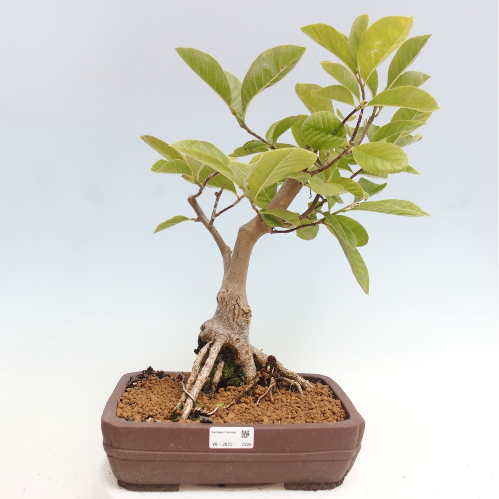 Outdoor-Bonsai - Magnolie Gold Star - Magnolie