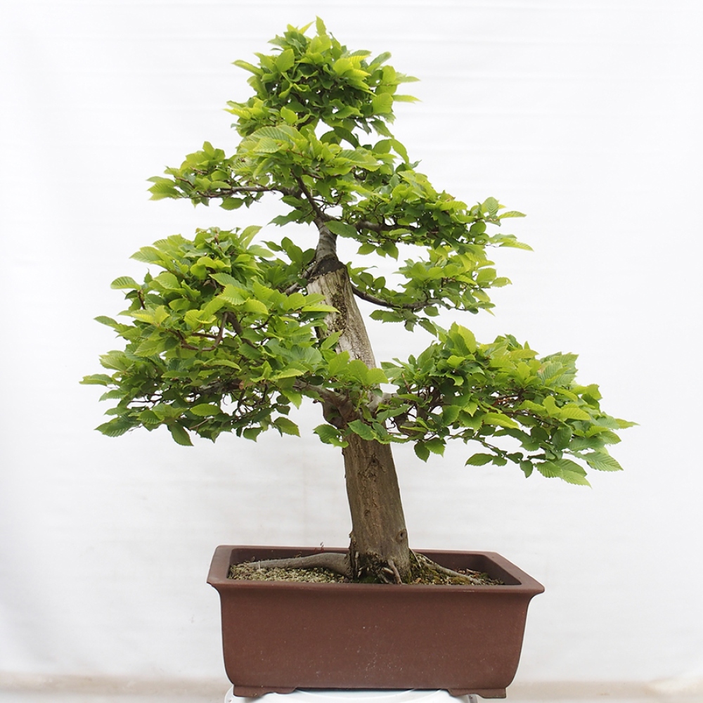 Bonsai im Freien - Hainbuche - Carpinus betulus