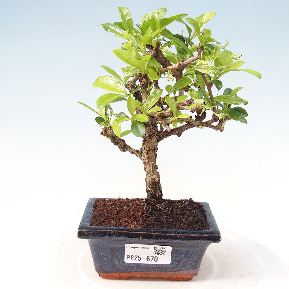 Zimmerbonsai - Carmona Macrophylla - Fuki-Tee