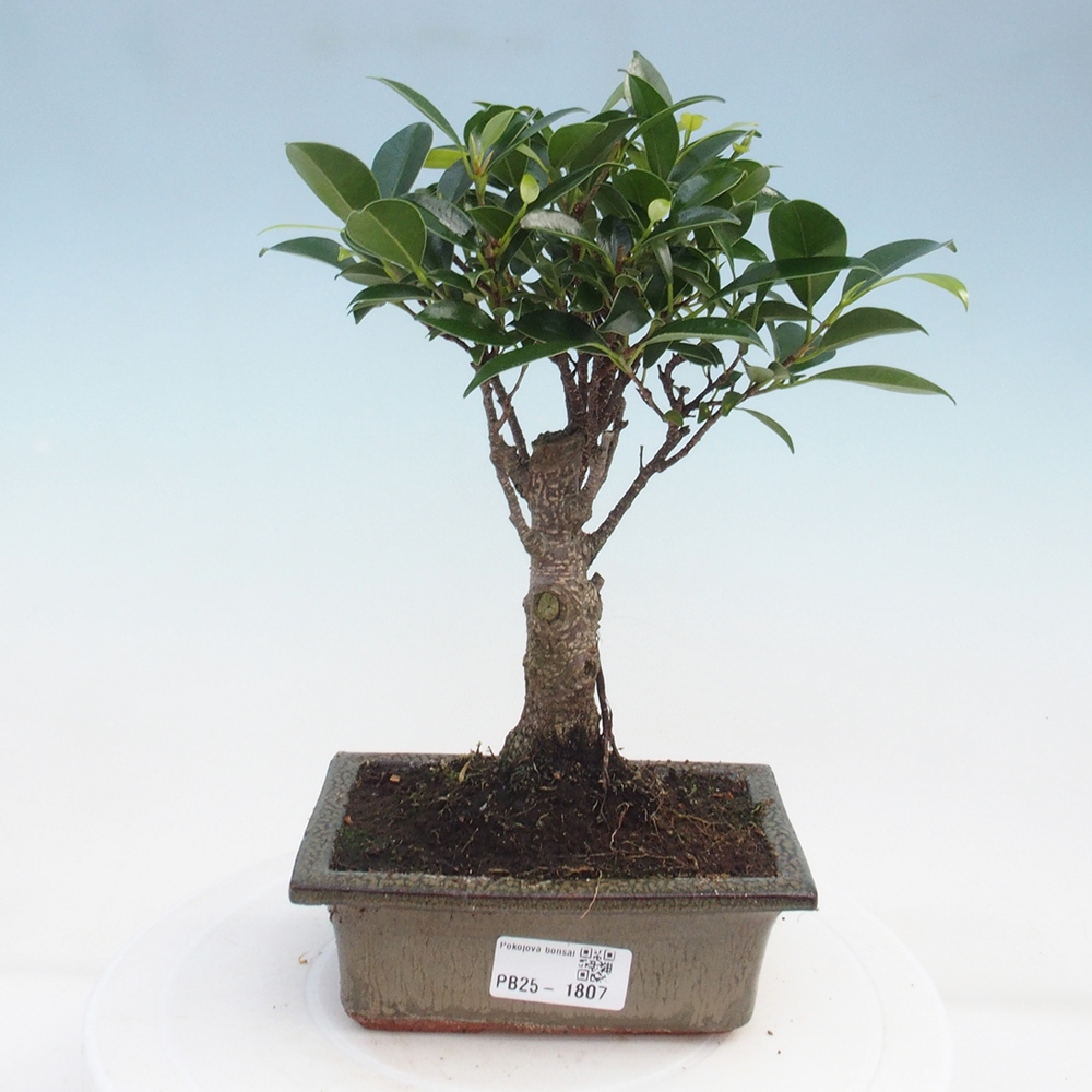 Zimmerbonsai - Ficus retusa - kleinblättriger Ficus
