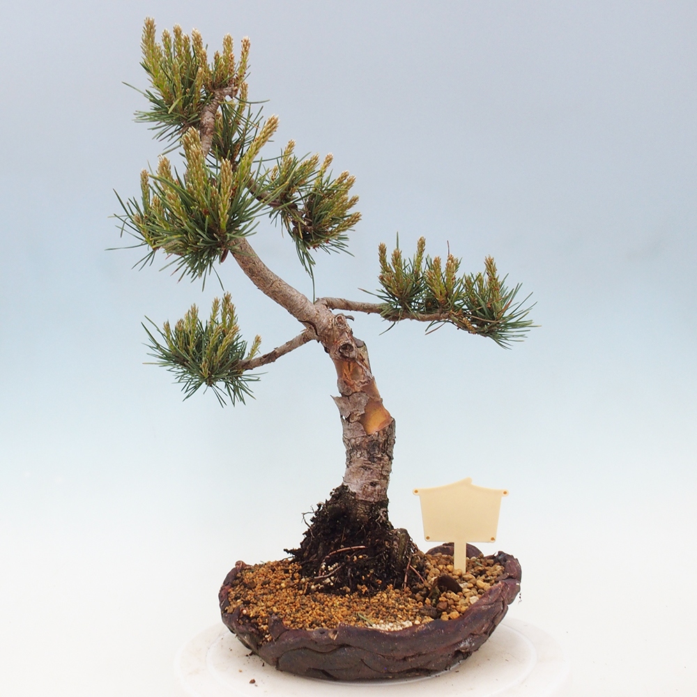 Bonsai im Freien - Pinus Sylvestris - Waldkiefer