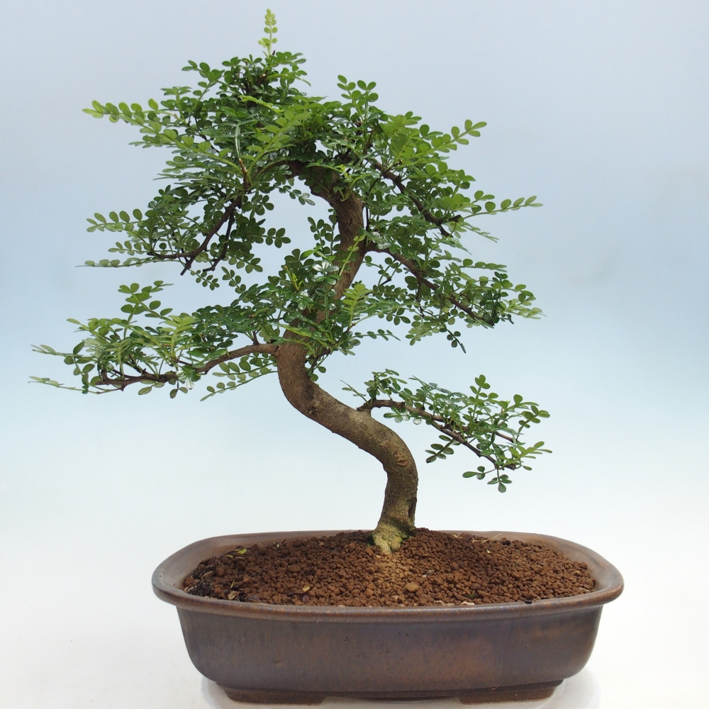 Zimmer Bonsai - Zantoxylum piperitum - Pfefferbaum