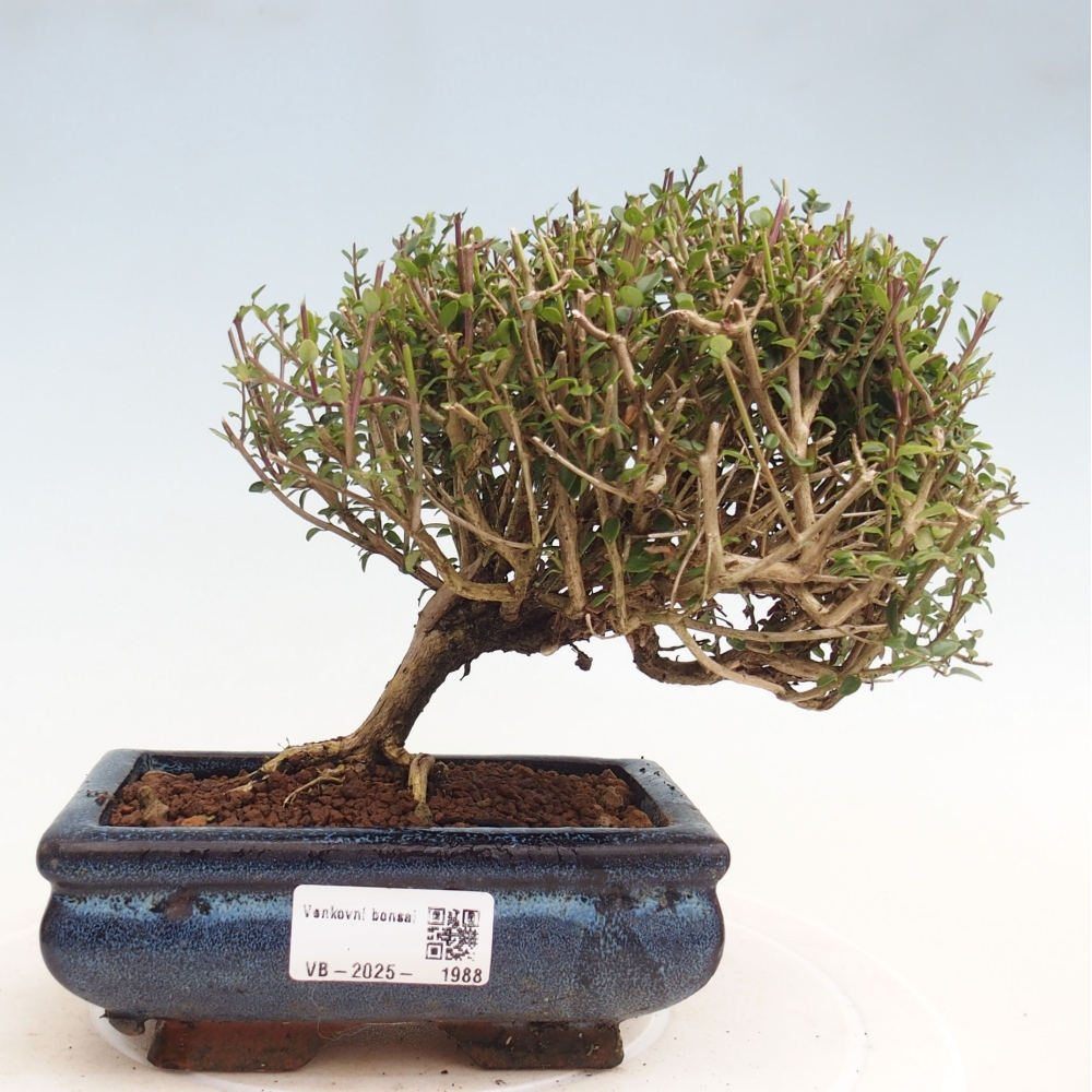 Bonsai im Freien - Lonicera nitida Twiggy - Geißblatt