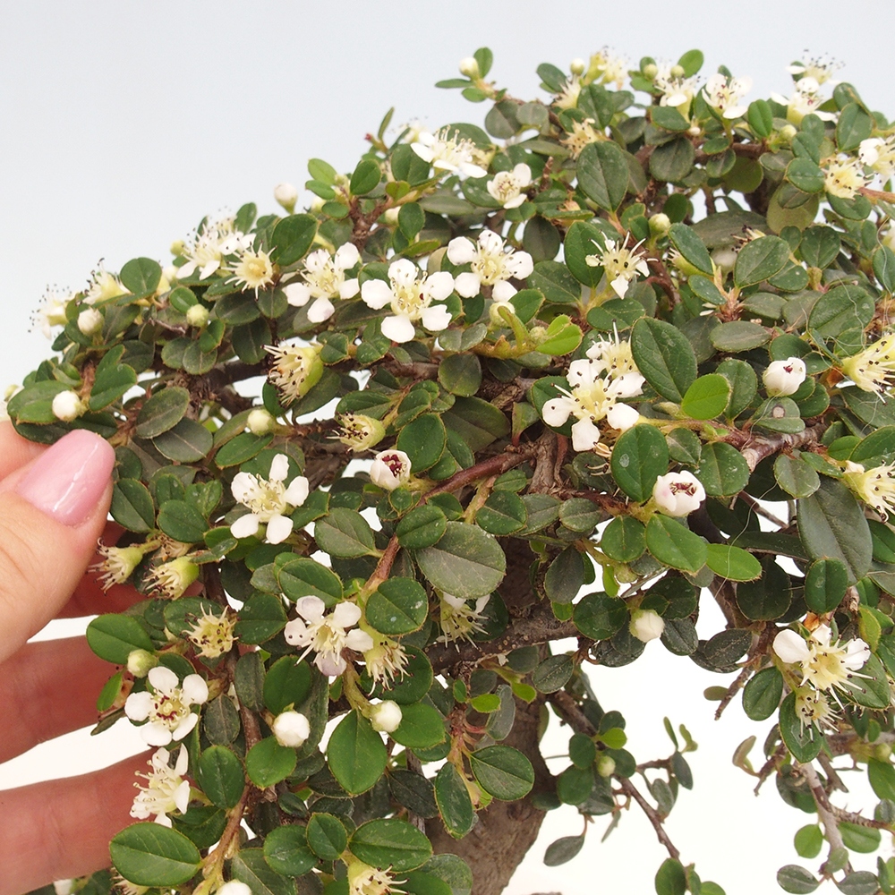 Outdoor-Bonsai-Cotoneaster dammeri - Rock Damer