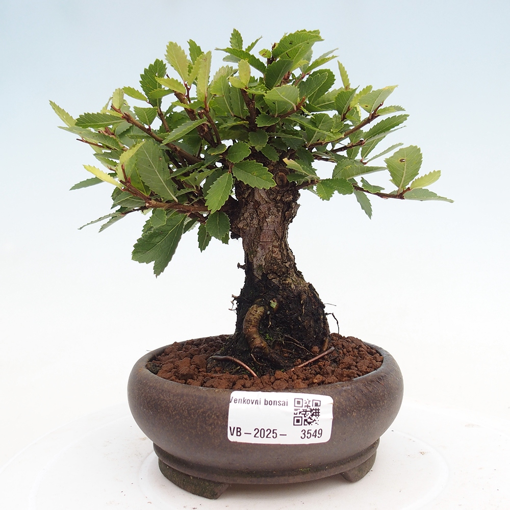 Bonsai für draußen - Zelkova - Zelkova NIRE