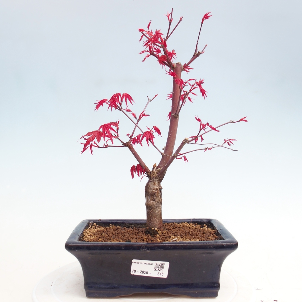 Bonsai für draußen - Acer palmatum DESHOJO