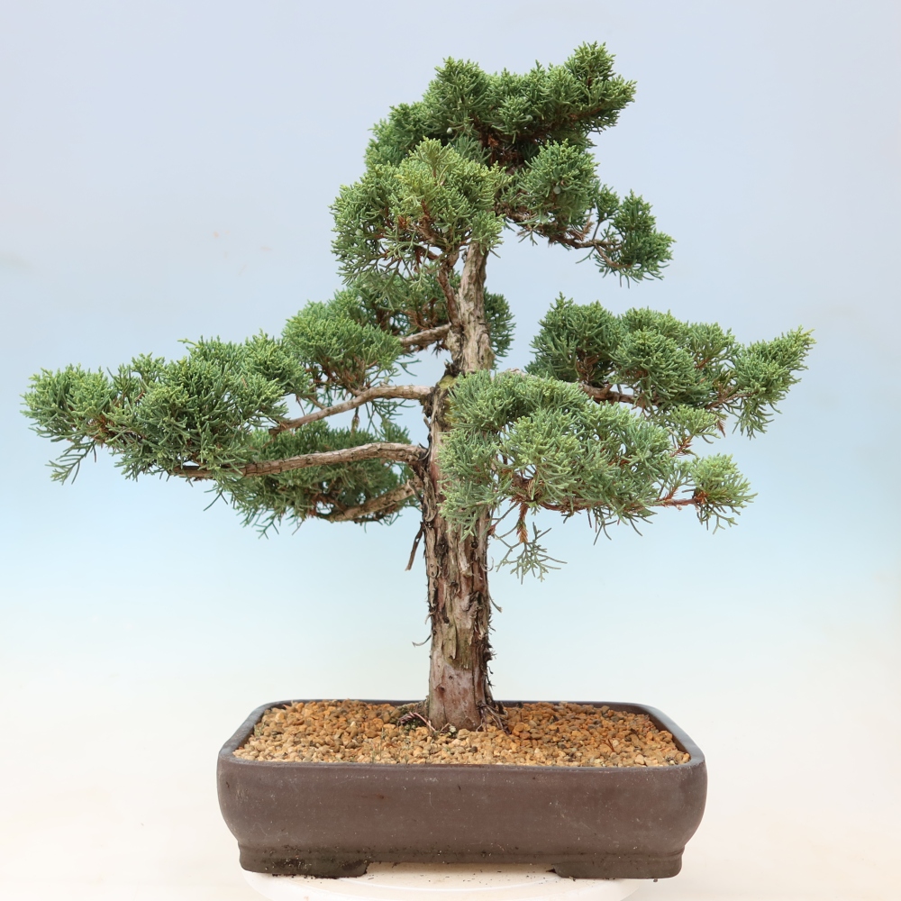 Bonsai für draußen - Juniperus chinensis Kishu