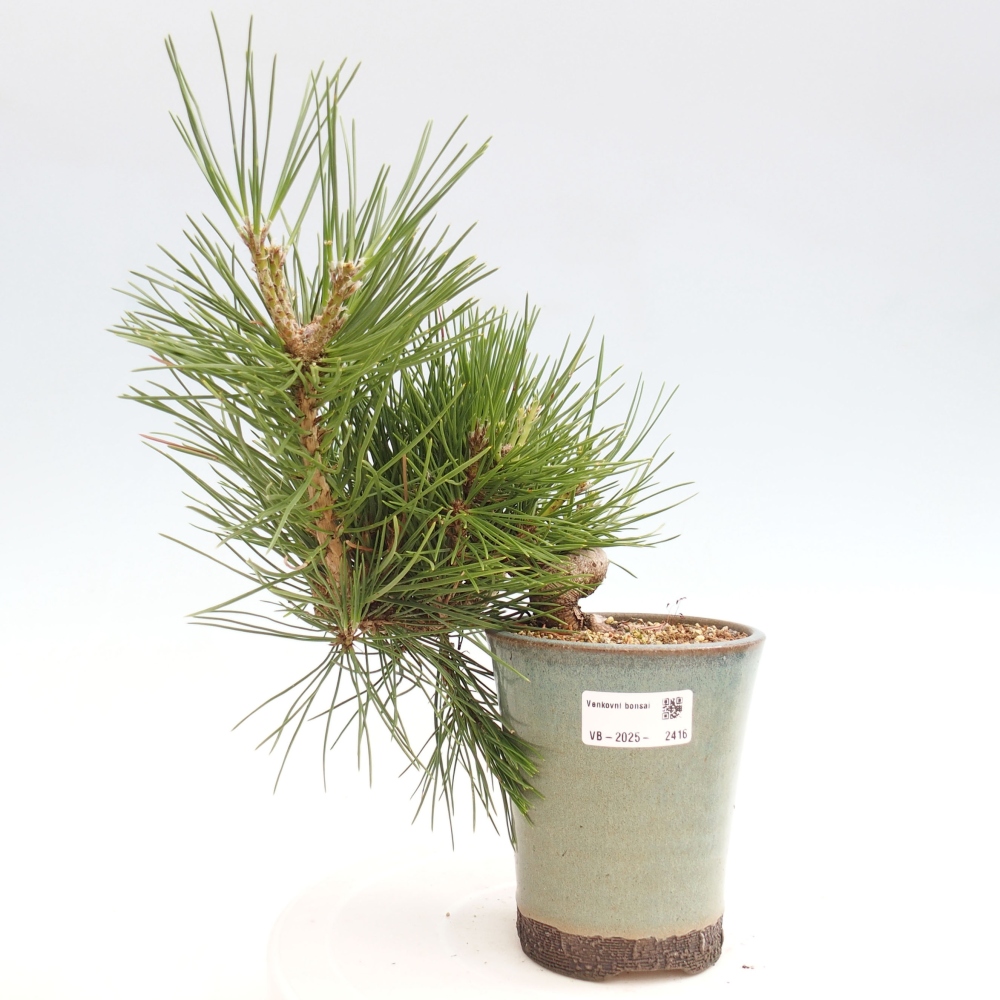 Bonsai im Freien - Pinus thunbergii - Thunbergia-Kiefer