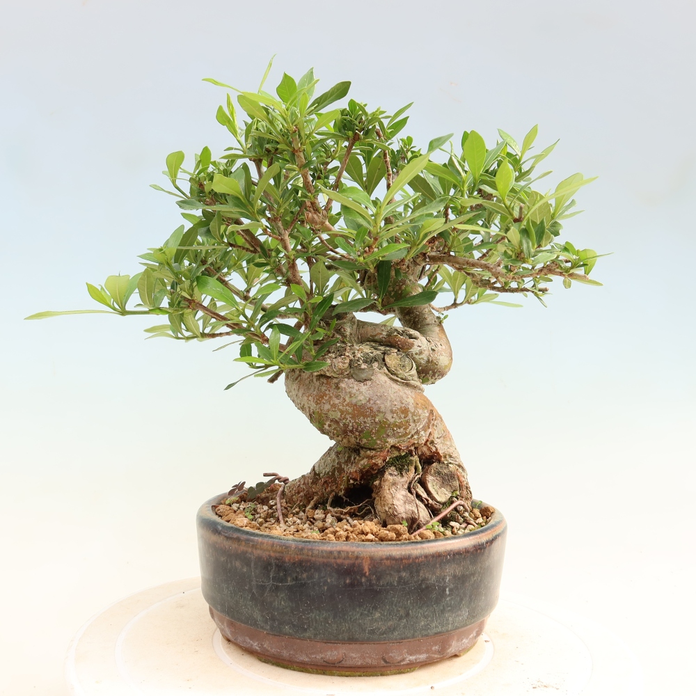 Zimmer Bonsai - Gardenia jasminoides-Gardenia
