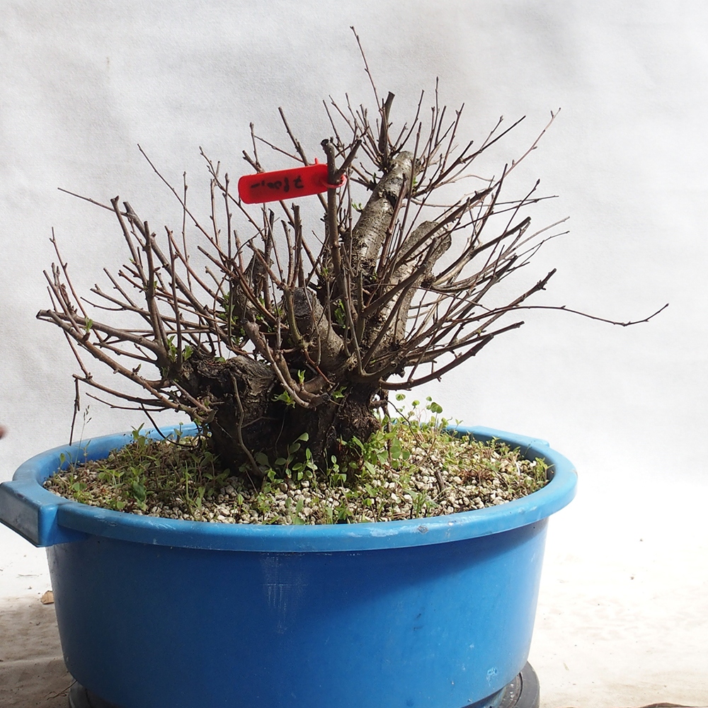 Outdoor Bonsai -Mahalebka - Prunus Mahaleb