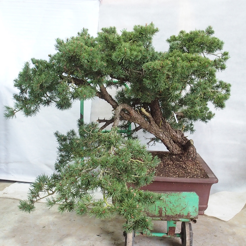 Yamadori - Pinus sylvestris 