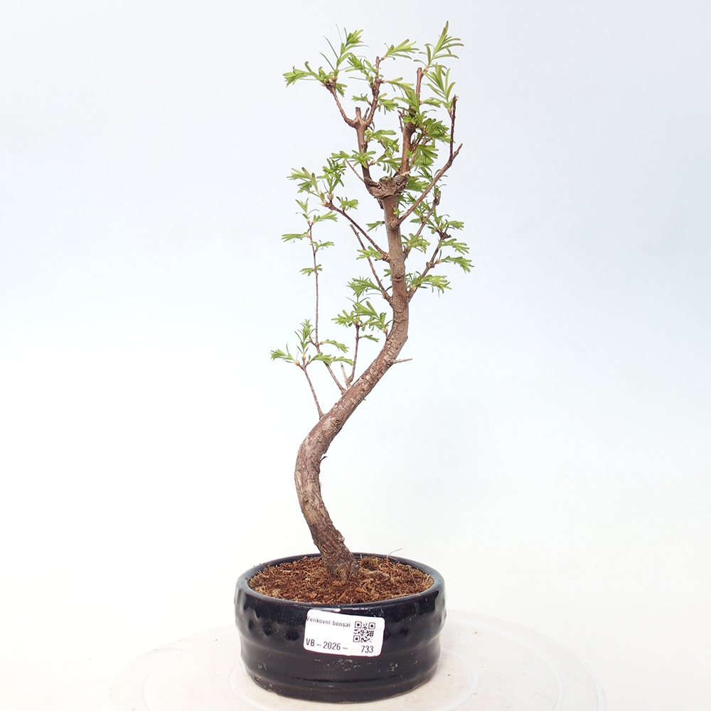 Bonsai für draußen - Metasequoia glyptostroboides - Chinesische Metasequoia