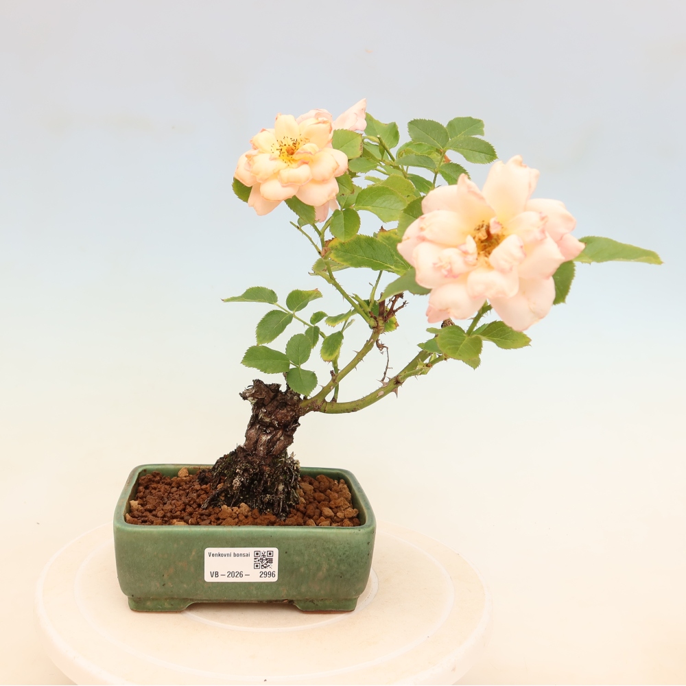 Bonsai für draußen - Rosa Kordes - Rose