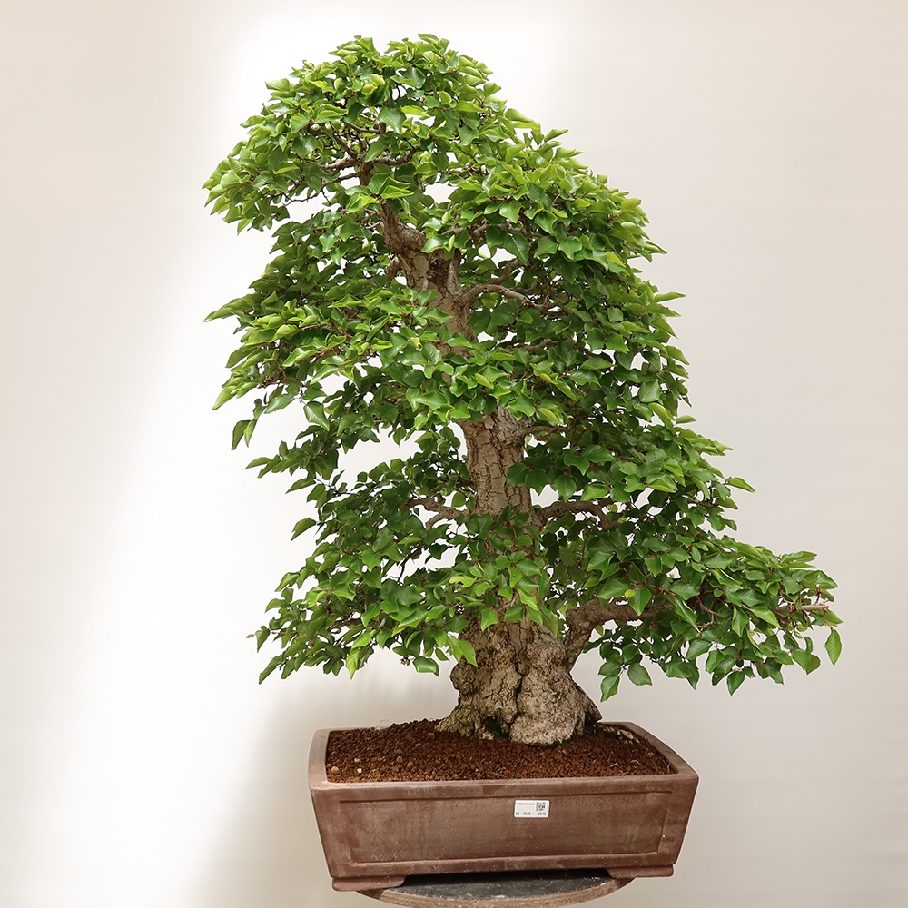 Bonsai im Freien - Carpinus Coreana - Koreanische Hainbuche