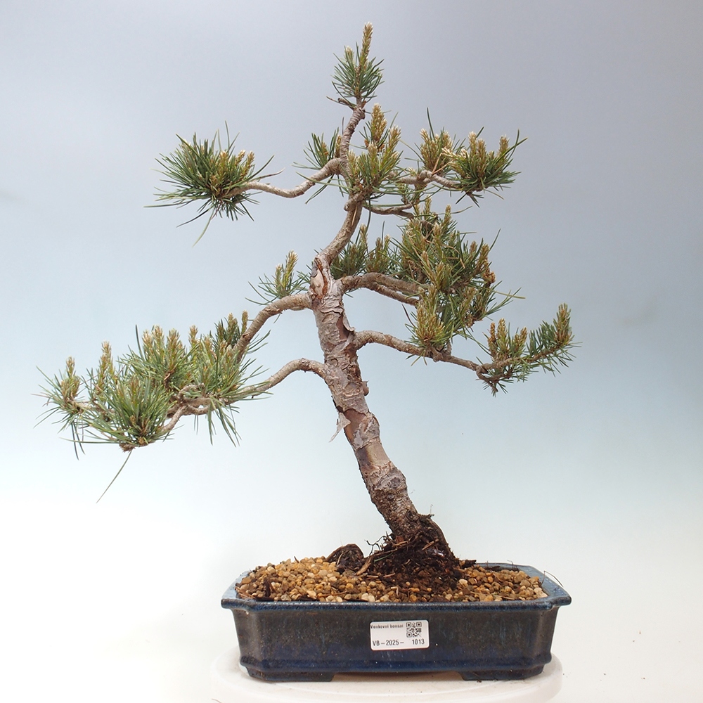 Bonsai im Freien - Pinus Sylvestris - Waldkiefer
