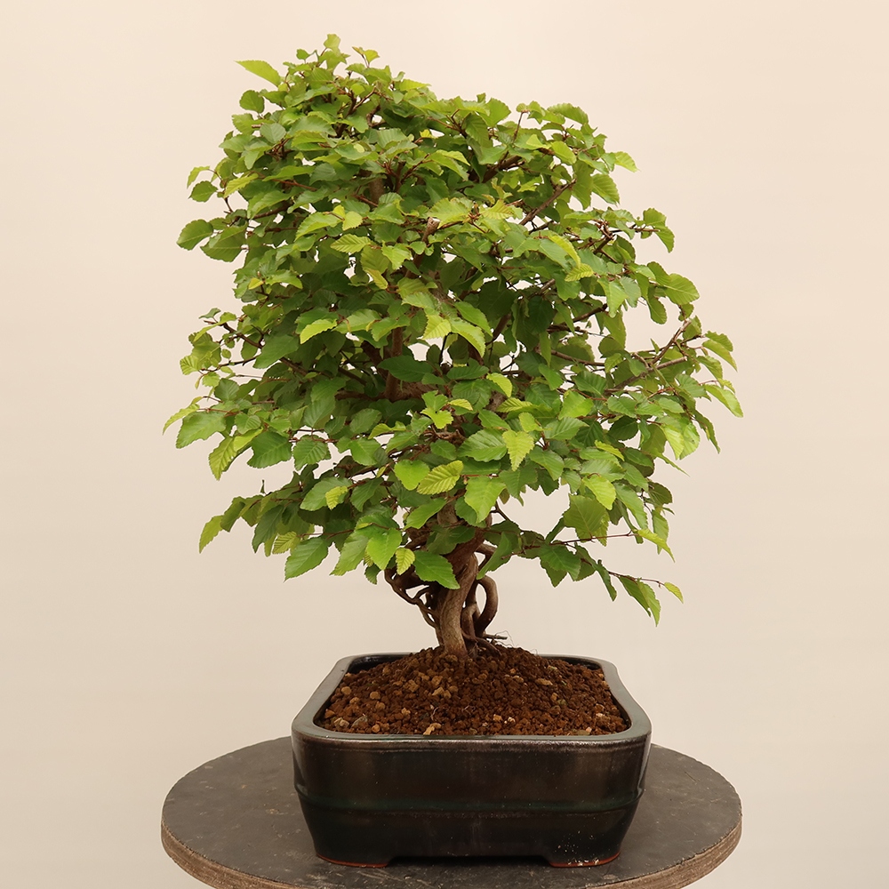Bonsai im Freien - Carpinus Coreana - Koreanische Hainbuche