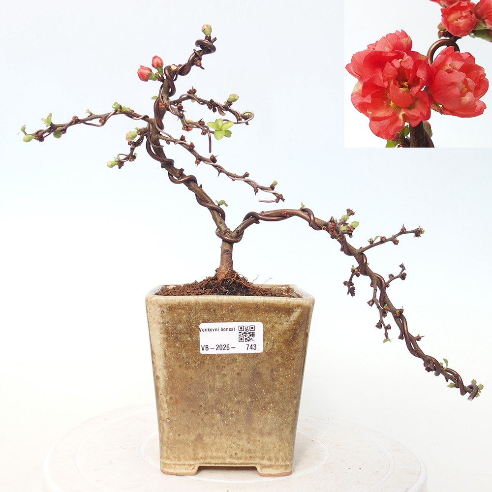 Bonsai für draußen - Chaneomeles s. Red Joy - Quitte