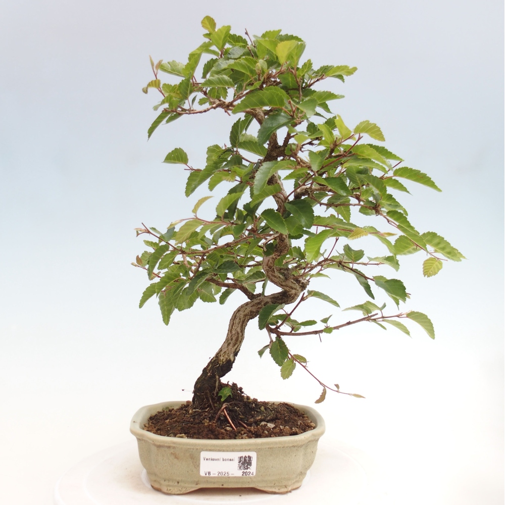Bonsai im Freien -Carpinus CARPINOIDES - Koreanische Hainbuche