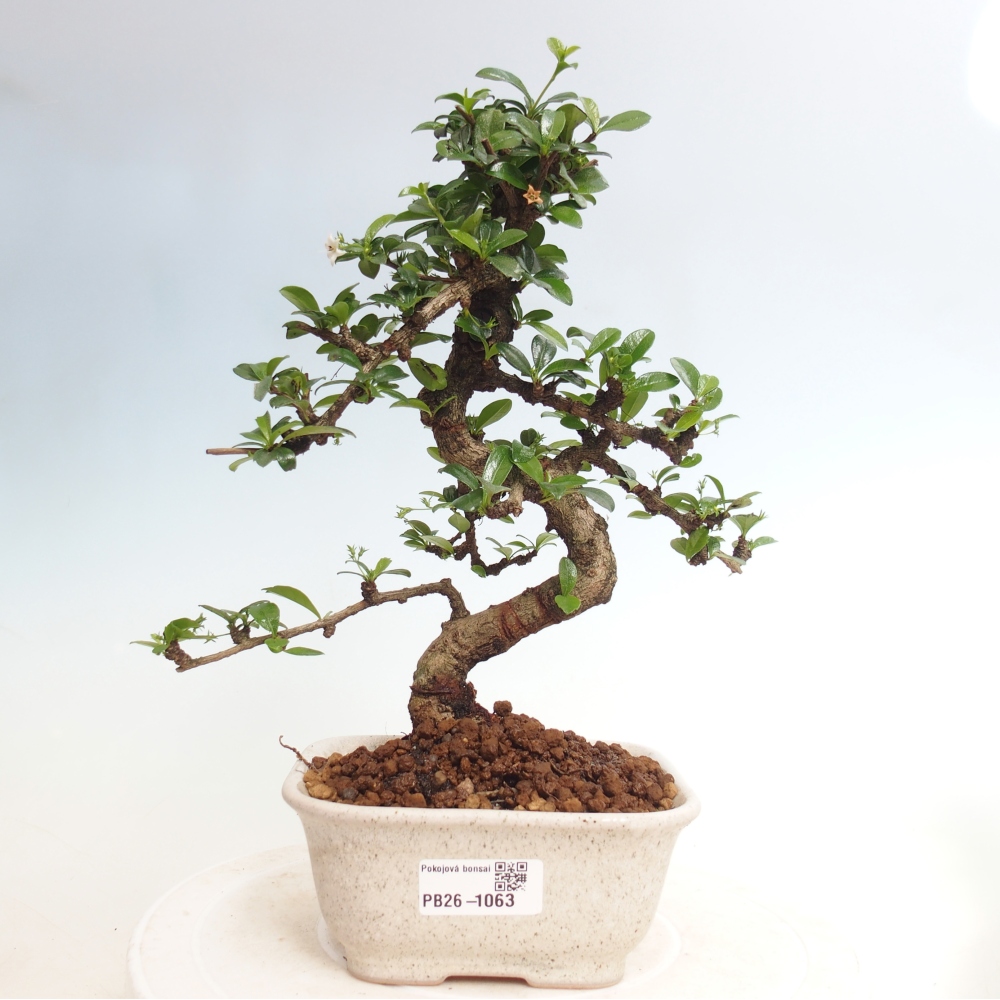 Zimmer-Bonsai - Carmona macrophylla - Tee-Fuki