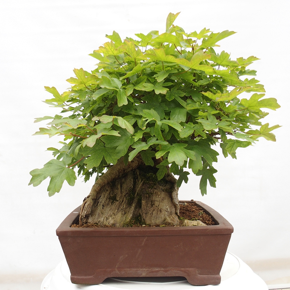 Bonsai im Freien - Baby-Ahorn - Acer campestre