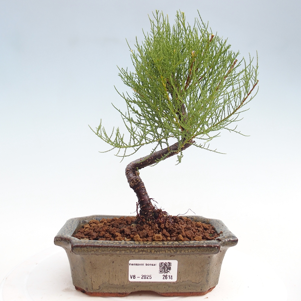 Bonsai im Freien - Tamarix - Tamarix