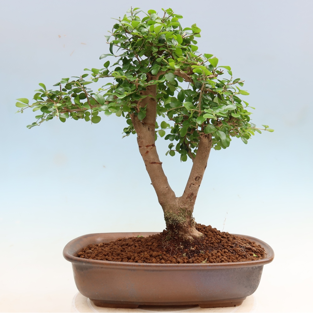 Zimmerbonsai -Ligustrum retusa - Kleinblättriger Vogelschnabel