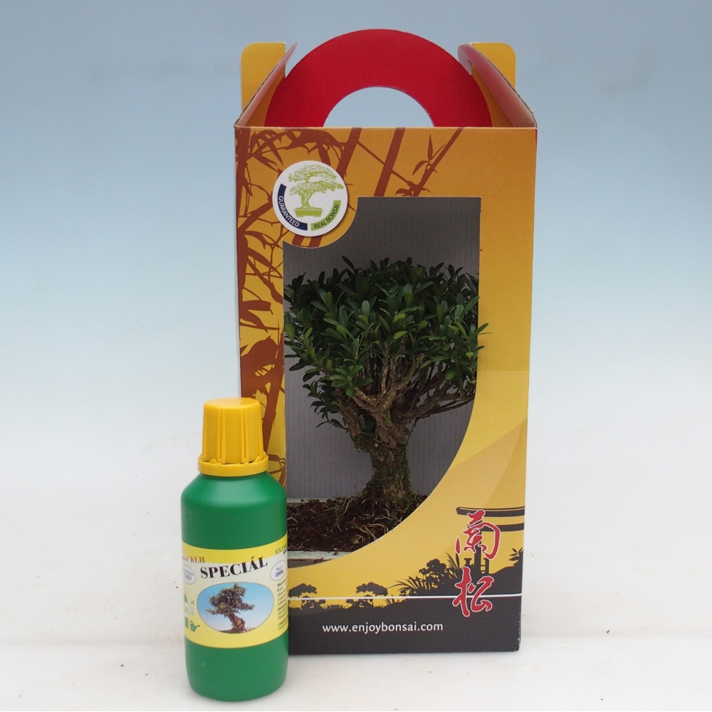 Zimmerbonsai im Geschenkkarton Buxus harlandii - Korkbuxus