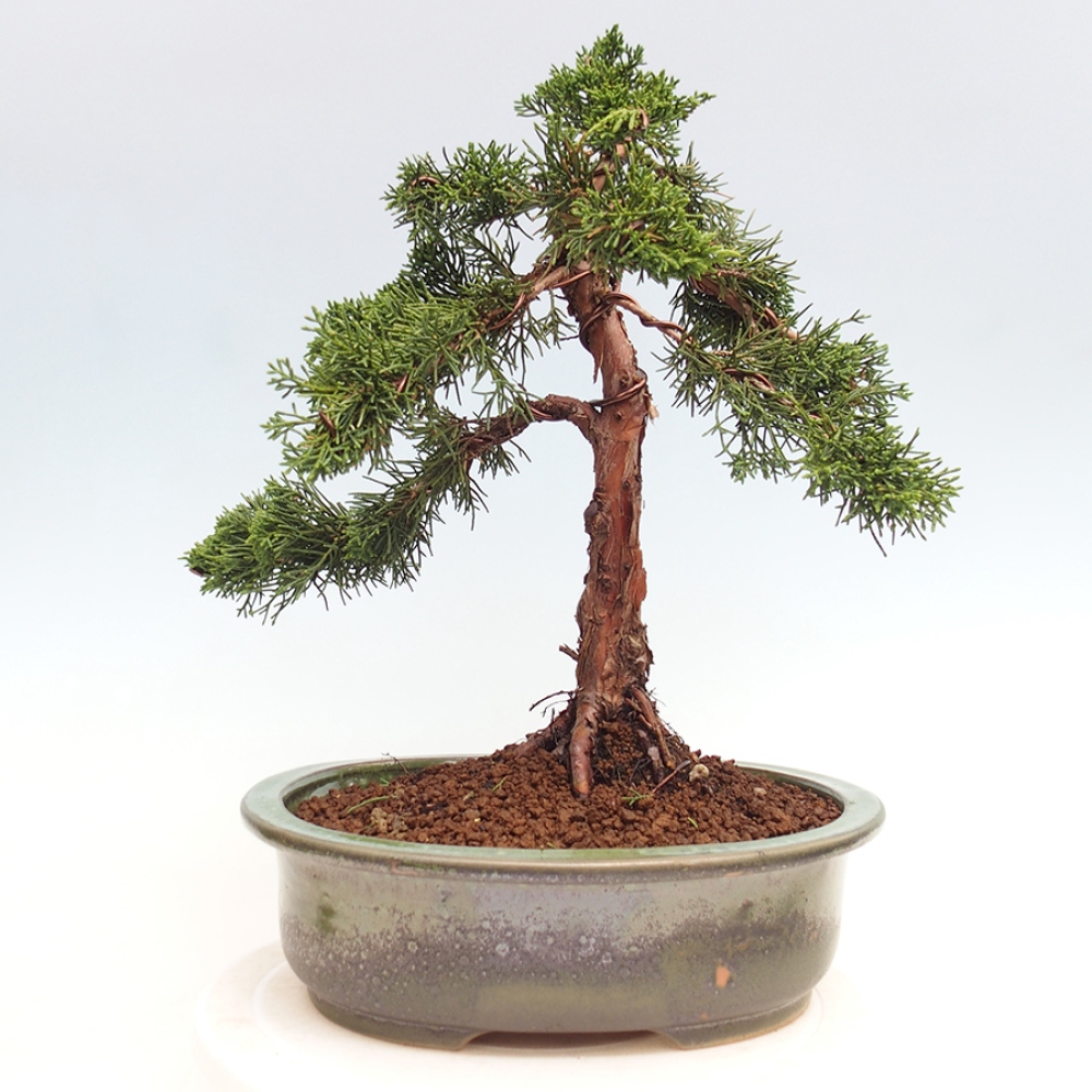 Outdoor-Bonsai - Juniperus chinensis Kishu - Chinesischer Wacholder