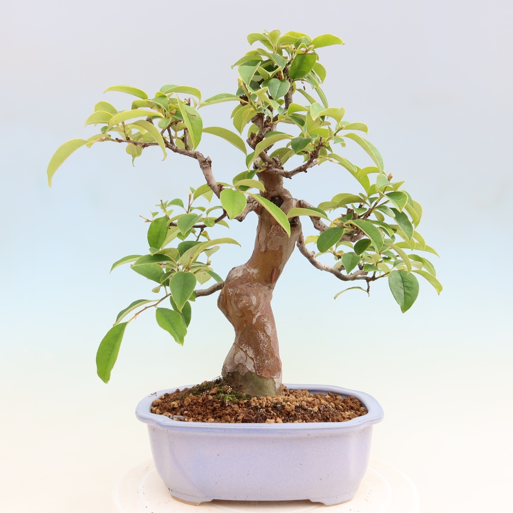 Bonsai für draußen - Pseudocydonia sinensis - Chinesische Quitte