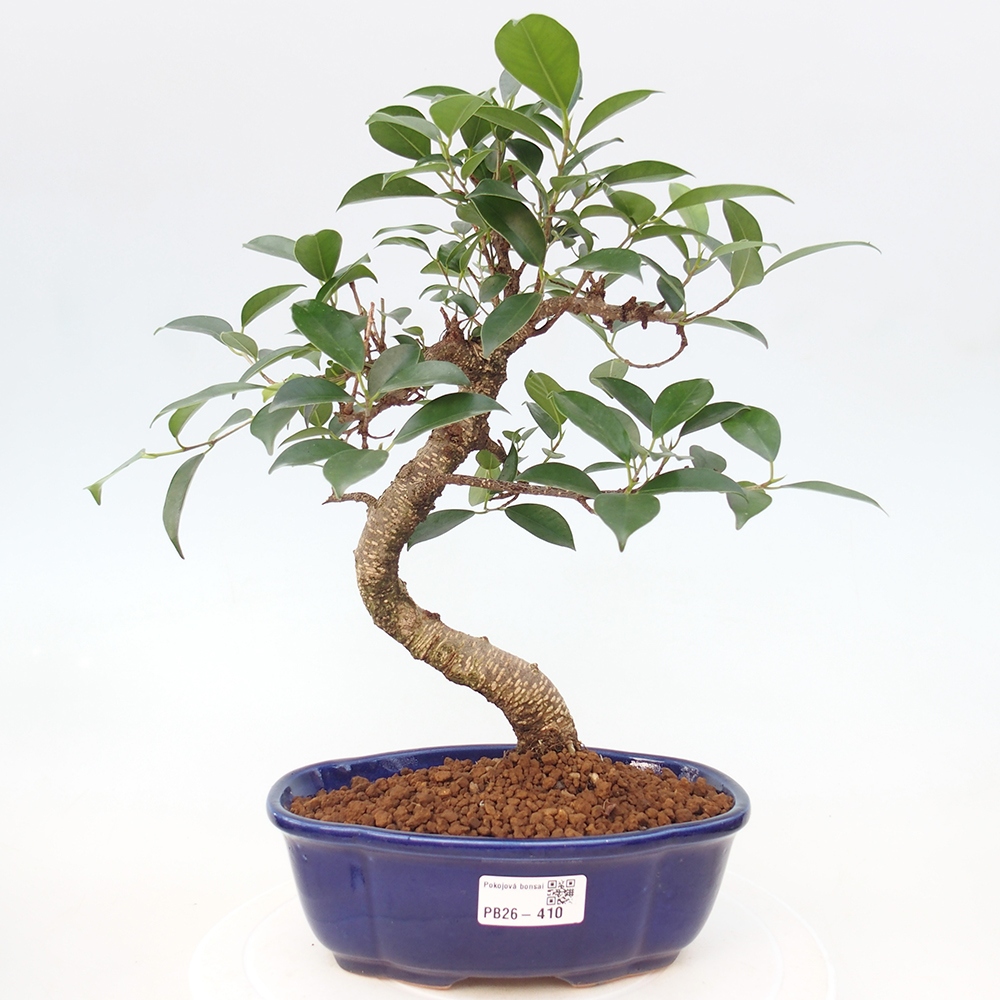 Zimmerbonsai - Ficus retusa - Kleinblättriger Ficus