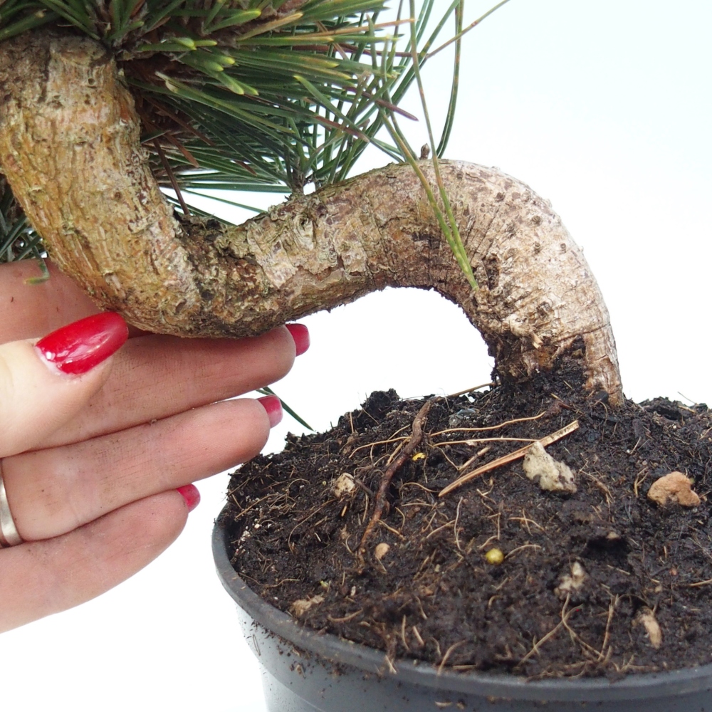Bonsai für draußen - Pinus thunbergii senjyumaru - Thunberg-Kiefer