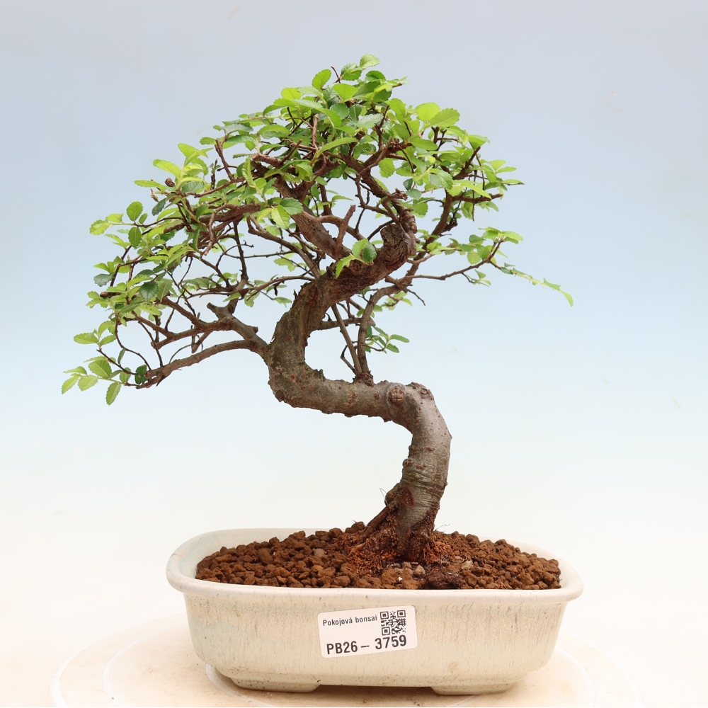Zimmerbonsai - Ulmus parvifolia - Kleinblättrige Ulme