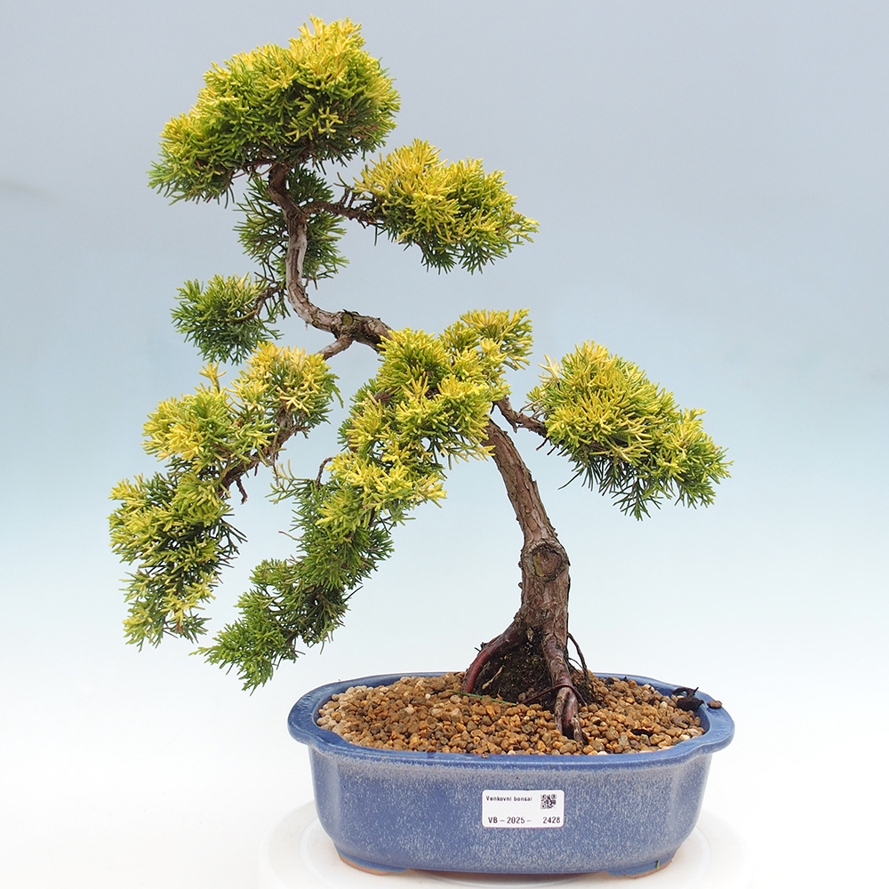 Bonsai im Freien - Juniperus chinensis plumosa aurea - Chinesischer Goldwacholder