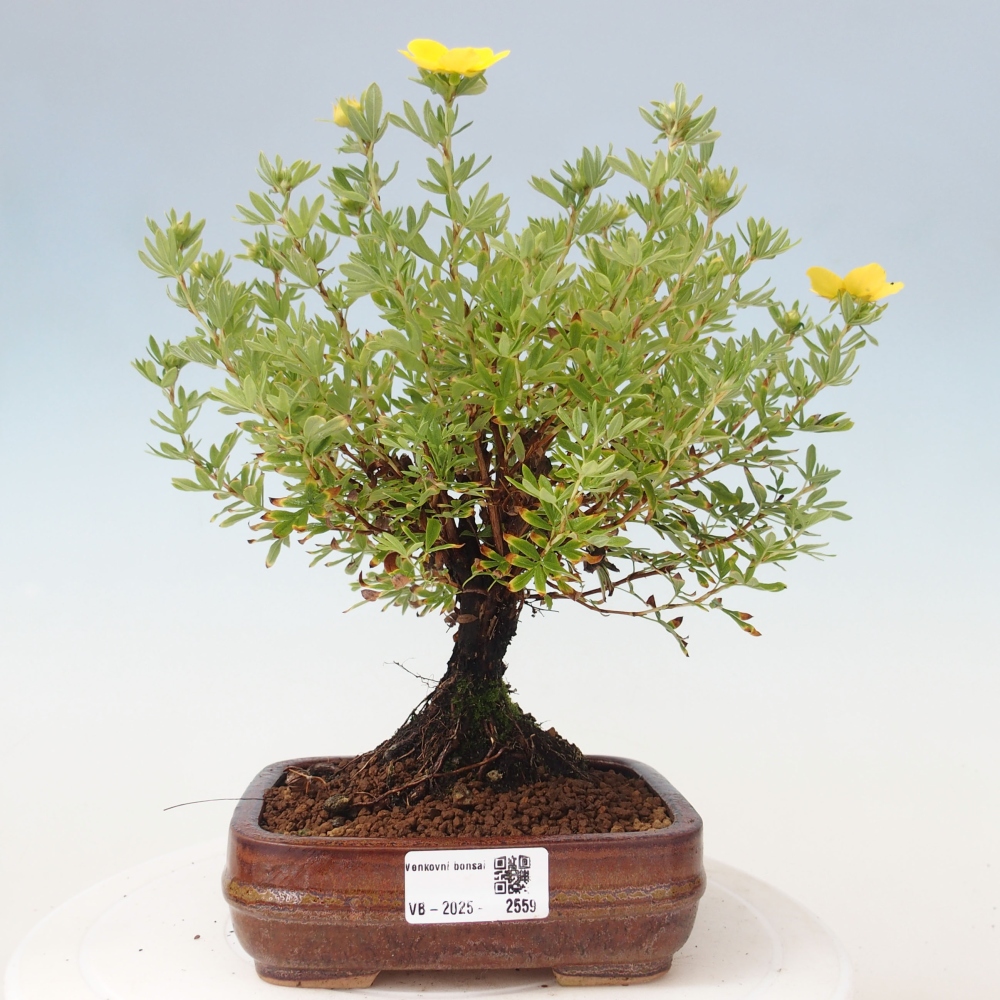Outdoor-Bonsai-Fingerkraut - Potentila fruticosa gelber Vogel