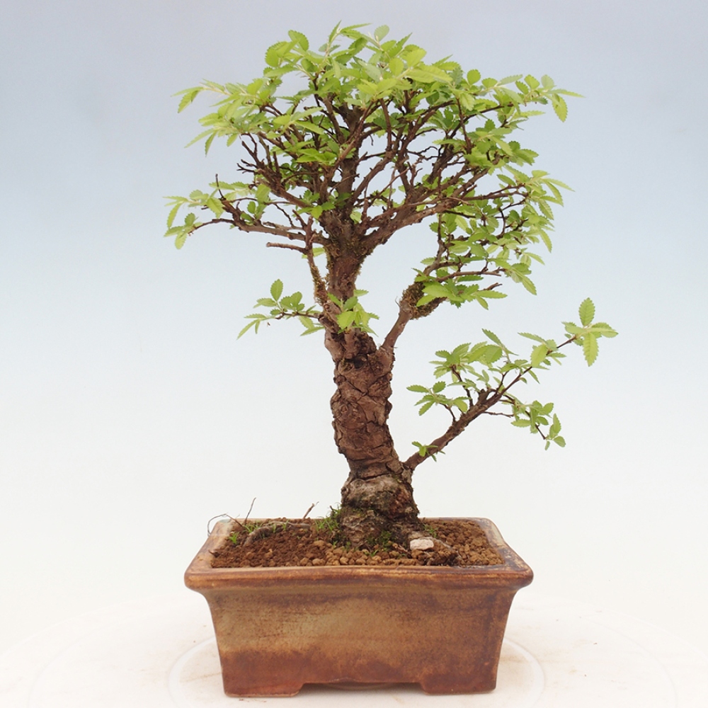 Bonsai im Freien - Zelkova - Zelkova NIRE