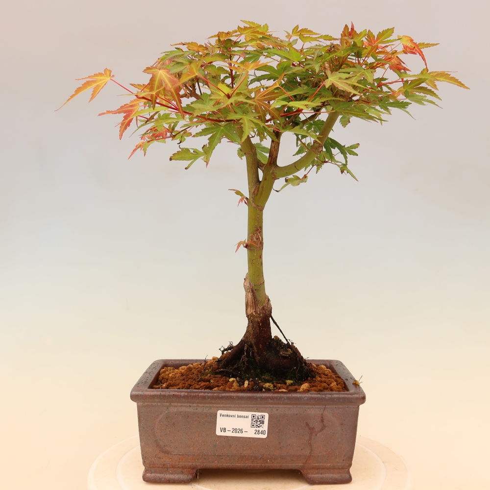 Spitzahorn - Acer palmatum Beni Tsukasa