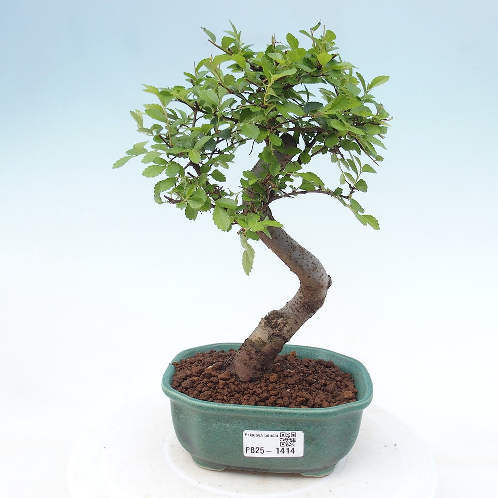 Zimmer Malolistý Ulme Bonsai